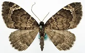 Xanthorhoe lucirivata