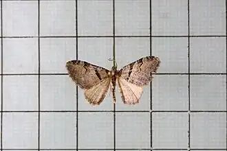 Xanthorhoe mediofascia