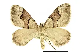 Xanthorhoe munitata