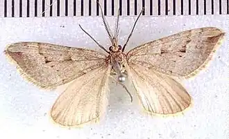 Xanthorhoe orophylloides