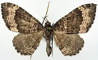 Xanthorhoe succerasina
