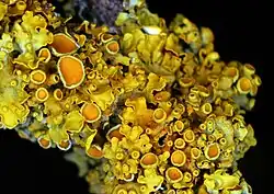 Xanthoria parietina een korstmos (groot dooiermos)