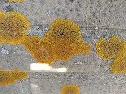 Close-up van fertiele exemplaren de naamgevende soort