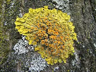 Groot dooiermos (Xanthoria parietina), een korstmos met veel apothecia