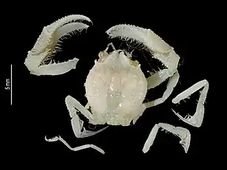 Xeinostoma richeri