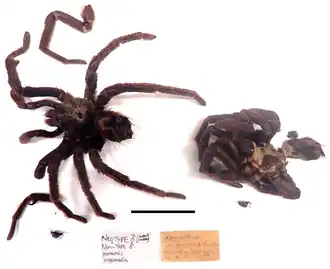 Xenesthis intermedia