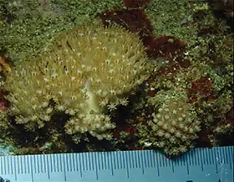 Xenia novaecaledoniae