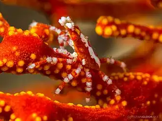 Xenocarcinus conicus