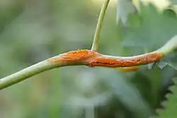 Aecia op grote pimpernel