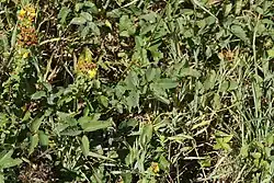 Telia op grote pimpernel