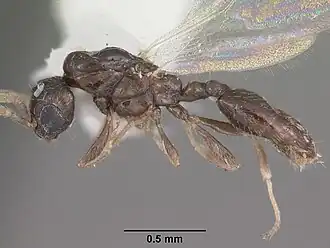 Xenomyrmex floridanus
