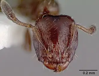 Xenomyrmex panamanus