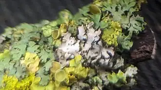 Xenonectriella physciacearum