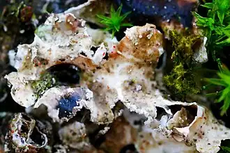 Xenonectriella subimperspicua