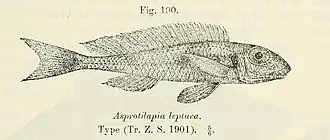 Xenotilapia leptura