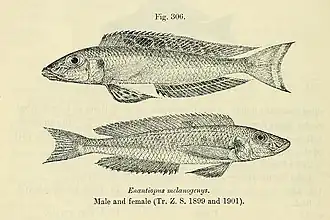 Xenotilapia melanogenys