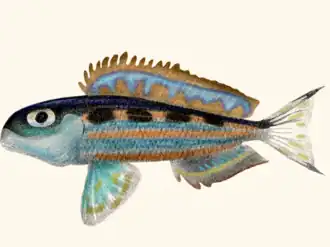 Xenotilapia ochrogenys