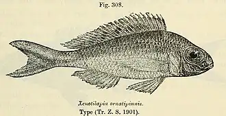 Xenotilapia ornatipinnis