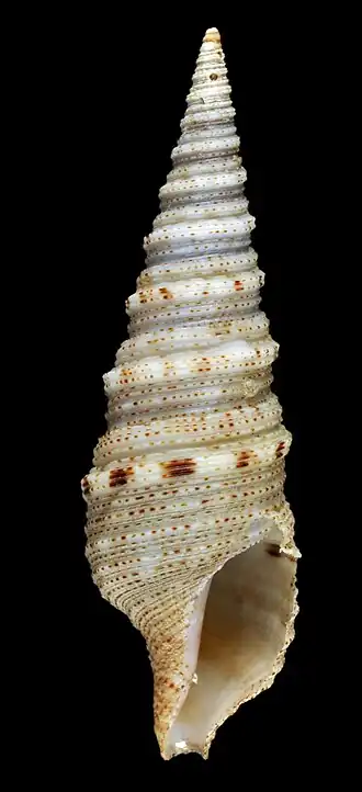 Xenuroturris legitima