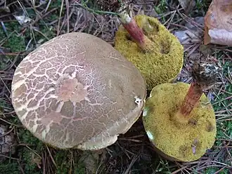 Blauwvlekkende fluweelboleet