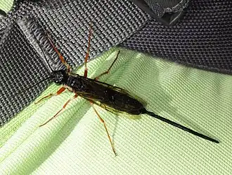 Zwarte dennenhoutwesp