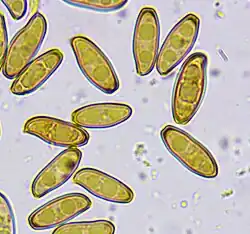 Afgeknotte (afgehakte) Sporen