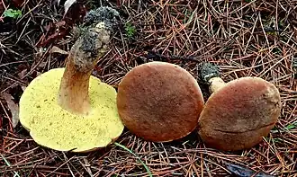 Bruine fluweelboleet