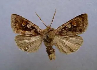 Xestia alpicola