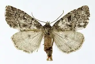 Xestia laetabilis