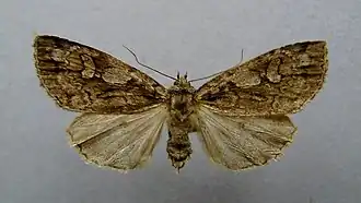 Xestia rhaetica
