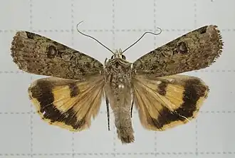 Xestia semiherbida