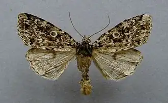 Xestia speciosa