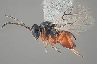 Zilverschoonbolletjesgalwesp