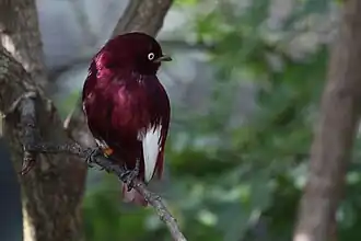 Pompadourcotinga
