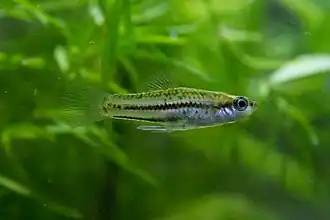 Xiphophorus continens