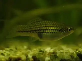 Xiphophorus nezahualcoyotl