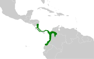 Zwartgestreepte muisspecht