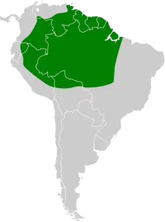 Gestreepte muisspecht