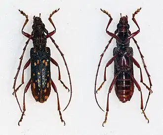 Xoanodera maculata