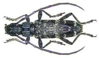 Xoanodera marmorata