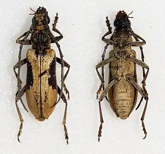 Xoanodera regularis