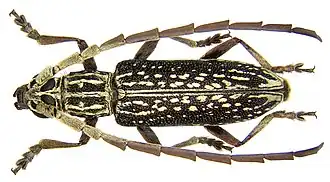 Xoanodera vitticollis