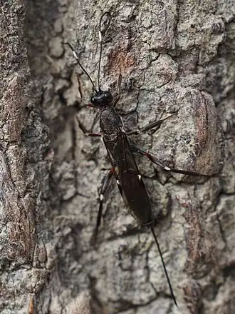 Xorides gracilicornis