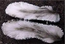 Doorsnede van het vruchtlichaam, met aan de rand de zwarte perithecia