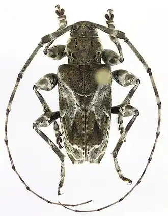 Xylergates lacteus