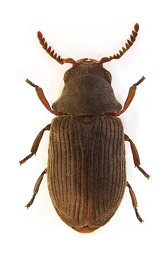 Xyletinus ater