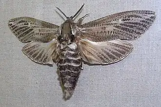 Endoxyla encalypti