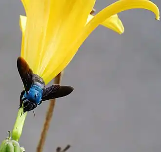 Xylocopa caerulea