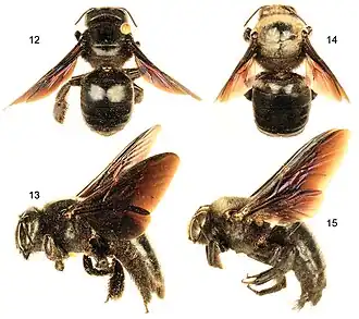 Xylocopa sulcatipes