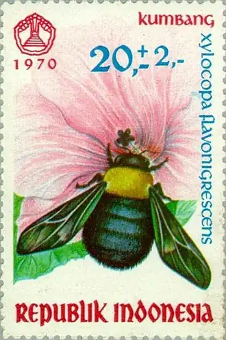 Xylocopa flavonigrescens